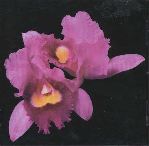 Orchid